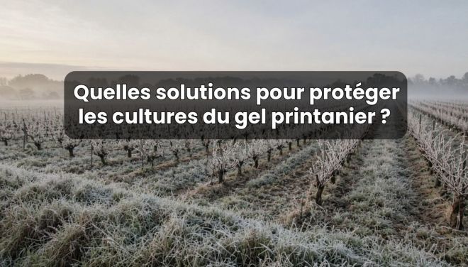 Quelles solutions pour protéger les cultures du gel printanier ?