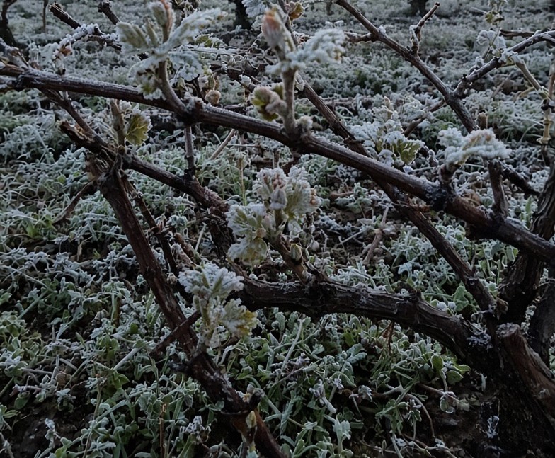 bourgeons gelés pendant épisode de gel