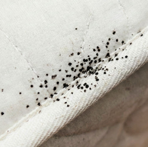 Traces de punaises sur un matelas (points noirs)
