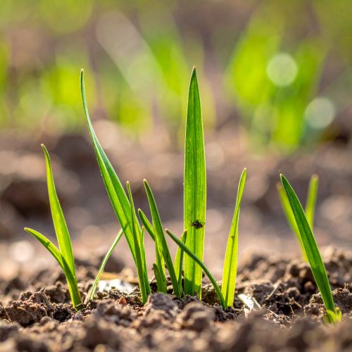 brin de gazon qui pousse apr�s avoir �t� sem� sans rouleau