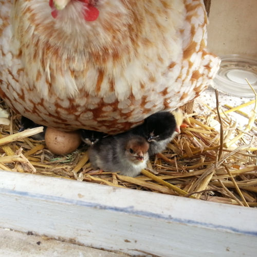 Protéger son poulailler des rats