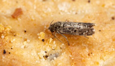 Mites dans les placards � nourriture