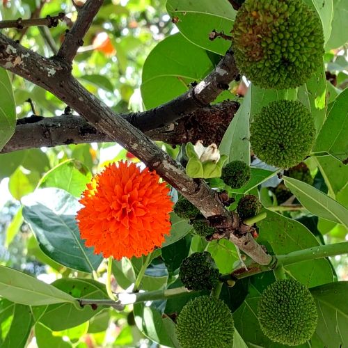 M�rier de chine envahissant