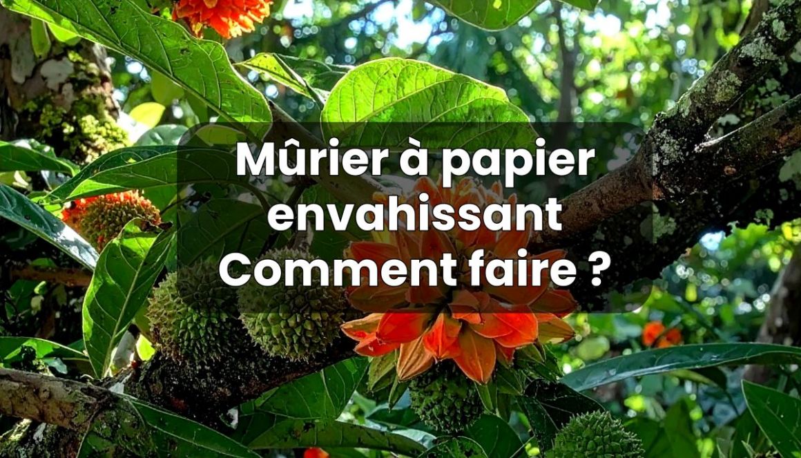 M�rier papier envahissant : comment faire ?