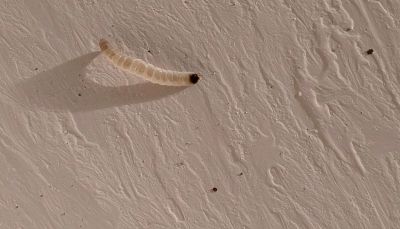 asticot sur le plafond